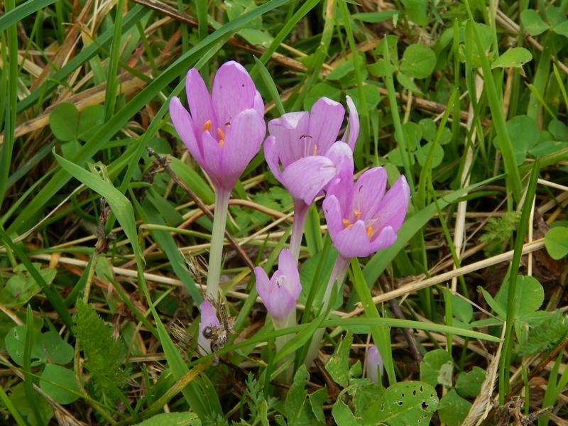 Colchicum..?  Colchicum cfr.autumnale